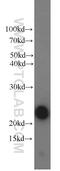 CSH1 antibody, 55236-1-AP, Proteintech Group, Western Blot image 