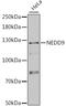 Neural Precursor Cell Expressed, Developmentally Down-Regulated 9 antibody, STJ24732, St John