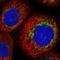 Protein TBRG4 antibody, HPA050430, Atlas Antibodies, Immunofluorescence image 