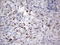 CHN antibody, LS-C339370, Lifespan Biosciences, Immunohistochemistry frozen image 