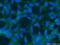 Slit homolog 2 protein antibody, 20217-1-AP, Proteintech Group, Immunofluorescence image 