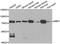 GLGB antibody, orb247516, Biorbyt, Western Blot image 
