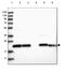 Glutathione Peroxidase 8 (Putative) antibody, HPA036720, Atlas Antibodies, Western Blot image 