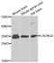 Calcium Voltage-Gated Channel Auxiliary Subunit Gamma 4 antibody, LS-C349256, Lifespan Biosciences, Western Blot image 