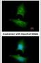 Phosphatidate phosphatase LPIN1 antibody, PA5-28704, Invitrogen Antibodies, Immunofluorescence image 