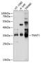 sTnT antibody, 13-596, ProSci, Western Blot image 