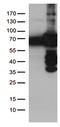 Polo Like Kinase 1 antibody, TA500396, Origene, Western Blot image 