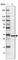 Glomulin, FKBP Associated Protein antibody, HPA031448, Atlas Antibodies, Western Blot image 