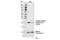 Myosin Light Chain 9 antibody, 3671S, Cell Signaling Technology, Western Blot image 