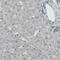 Lysine Demethylase 5B antibody, AMAb90860, Atlas Antibodies, Immunohistochemistry frozen image 