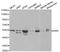 Autoimmune Regulator antibody, A1767, ABclonal Technology, Western Blot image 