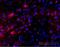 Oligodendrocyte Transcription Factor 1 antibody, NBP1-31018, Novus Biologicals, Immunohistochemistry paraffin image 