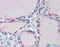 EH domain-containing protein 4 antibody, 27-023, ProSci, Immunohistochemistry paraffin image 