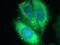 C-X-C Motif Chemokine Ligand 14 antibody, 10468-1-AP, Proteintech Group, Immunofluorescence image 