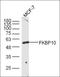 FA Complementation Group D2 antibody, orb156840, Biorbyt, Western Blot image 