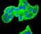 Peroxiredoxin 2 antibody, A01982-1, Boster Biological Technology, Immunocytochemistry image 