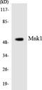 MAP kinase-interacting serine/threonine-protein kinase 1 antibody, LS-C292213, Lifespan Biosciences, Western Blot image 