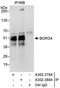 CDC42 Effector Protein 4 antibody, A302-380A, Bethyl Labs, Immunoprecipitation image 