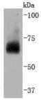 Cell Division Cycle 40 antibody, NBP2-67819, Novus Biologicals, Western Blot image 