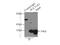 Stp antibody, 10911-2-AP, Proteintech Group, Immunoprecipitation image 