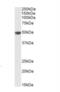 P2X purinoceptor 4 antibody, NBP2-27567, Novus Biologicals, Western Blot image 