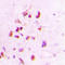 DNA repair protein XRCC3 antibody, LS-C353014, Lifespan Biosciences, Immunohistochemistry frozen image 