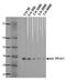 Protein Phosphatase 2 Catalytic Subunit Alpha antibody, MA5-18060, Invitrogen Antibodies, Western Blot image 