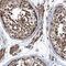 Mdm1 Nuclear Protein antibody, HPA041594, Atlas Antibodies, Immunohistochemistry frozen image 