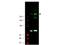 Insulin Receptor Substrate 1 antibody, TA319246, Origene, Western Blot image 