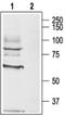 Cholinergic Receptor Muscarinic 3 antibody, PA5-77485, Invitrogen Antibodies, Western Blot image 