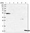 Cysteine Rich Protein 1 antibody, NBP1-84380, Novus Biologicals, Western Blot image 