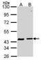 Serpin Family B Member 6 antibody, PA5-22354, Invitrogen Antibodies, Western Blot image 
