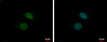Period circadian protein homolog 1 antibody, GTX128974, GeneTex, Immunocytochemistry image 