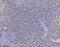 AIF1 antibody, M01394-1, Boster Biological Technology, Immunohistochemistry paraffin image 