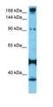 Myosin VA antibody, orb331453, Biorbyt, Western Blot image 
