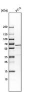 VPS33B-interacting protein antibody, NBP1-89901, Novus Biologicals, Western Blot image 
