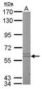 Keratin 10 antibody, TA308915, Origene, Western Blot image 