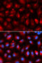 Kinesin Light Chain 1 antibody, 19-726, ProSci, Immunofluorescence image 
