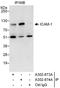 ICAM1 antibody, A302-874A, Bethyl Labs, Immunoprecipitation image 