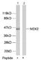 Dual specificity mitogen-activated protein kinase kinase 2 antibody, AP02552PU-N, Origene, Western Blot image 