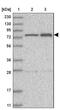 KIF1 Binding Protein antibody, NBP1-84143, Novus Biologicals, Western Blot image 