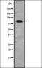 Mitochondrial Ribosomal Protein L19 antibody, orb337899, Biorbyt, Western Blot image 