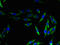OPN5 antibody, LS-C399112, Lifespan Biosciences, Immunofluorescence image 
