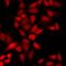 Cysteine-rich protein 2-binding protein antibody, orb412595, Biorbyt, Immunofluorescence image 