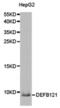 Defensin Beta 121 antibody, PA5-75996, Invitrogen Antibodies, Western Blot image 