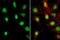 ATRX Chromatin Remodeler antibody, NBP1-32851, Novus Biologicals, Immunofluorescence image 