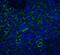 Neuritin 1 antibody, A09989, Boster Biological Technology, Immunofluorescence image 