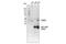 TARBP2 Subunit Of RISC Loading Complex antibody, 62043S, Cell Signaling Technology, Immunoprecipitation image 