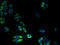 Cytochrome P450 4X1 antibody, A66842-100, Epigentek, Immunofluorescence image 