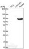 G Protein Nucleolar 2 antibody, HPA060026, Atlas Antibodies, Western Blot image 